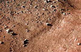 На Марсе нашли грибы