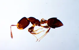 Муравей через микроскоп: изучаем и фотографируем