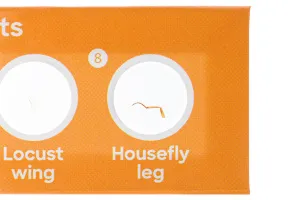 Набор микропрепаратов Levenhuk Discovery «Флора и фауна», 24 шт., изображение 5