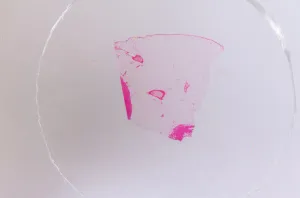 Набор микропрепаратов Konus 25: «Клетки и ткани животных», изображение 8