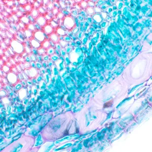 Микроскоп биологический MAGUS Bio 230B, изображение 11