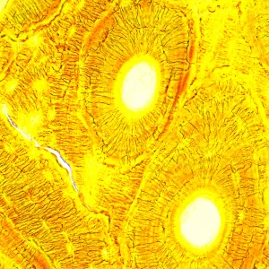 Микроскоп биологический цифровой MAGUS Bio D250T, изображение 28