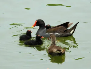 Фототелескоп Levenhuk Kelvin MAK80 AZ, изображение 6