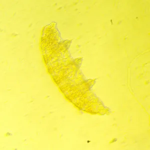 Микроскоп биологический инвертированный MAGUS Bio V350, изображение 12