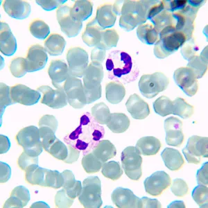 Микроскоп биологический MAGUS Bio 230BL, изображение 14